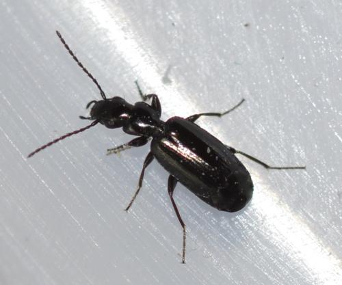Réf. 249 939 : Microlestes sp.